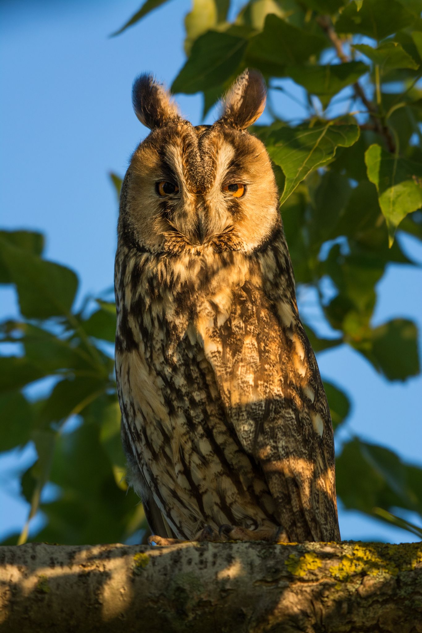 Waldohreule Long eared owl (Asio otus)